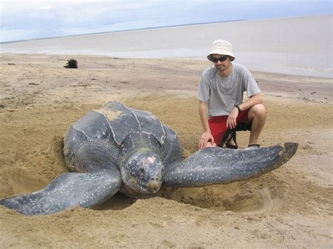This Summer At The Beach Watch Out For The Worlds Biggest Turtle