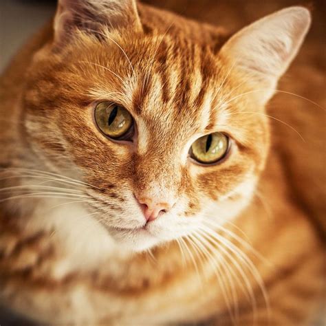 Orange Striped Cats Image Search Results Orange Tabby Cats Tabby