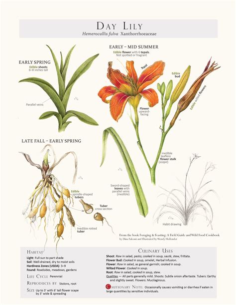 Botanical Drawings Botanical Illustration Botanical Prints