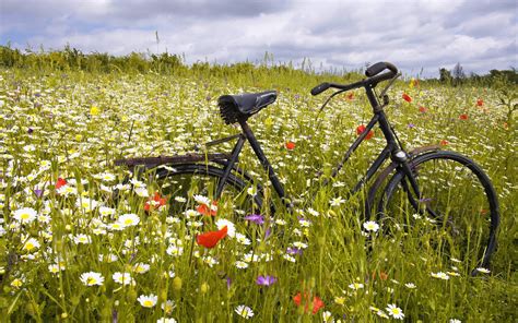Vintage Bicycle Between Daisy Flowers Hd Wallpaper Hd Nature Wallpapers