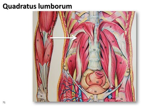 What you do not want to do, however, is if you want to optimize muscle growth, you can't fear muscle failure. Quadratus lumborum diagram - Muscles of the Upper Extremit ...