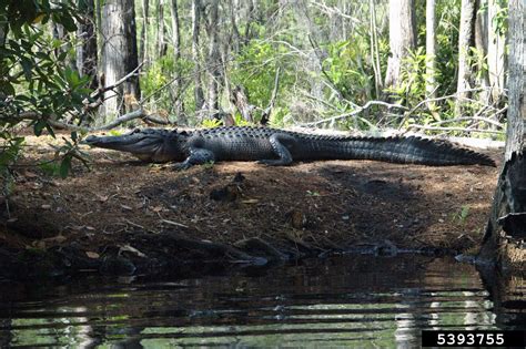 American alligator, Alligator mississippiensis (Crocodilia: Alligatoridae) - 5393755