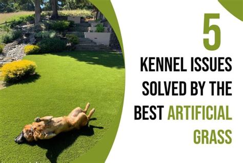 Kennel Issues Solved By The Best Artificial Grass In San Antonio Tx