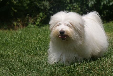 Coton De Tulear Temperament Lifespan Shedding Puppy