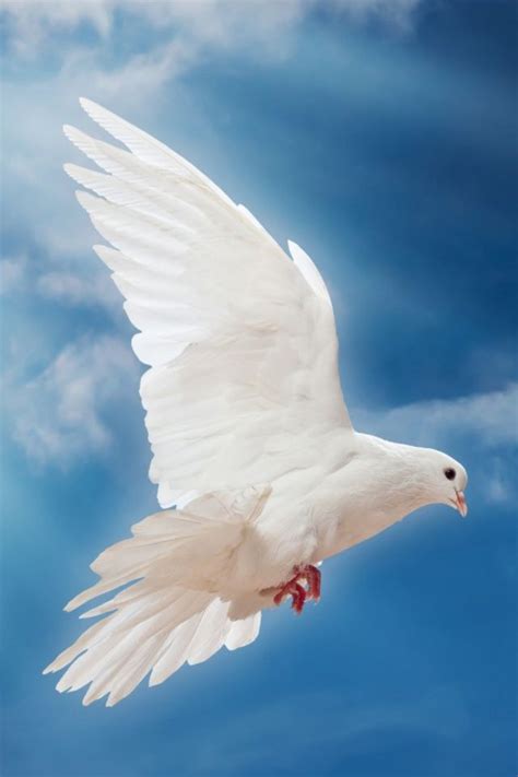 White Pigeon Flying Wallpaper