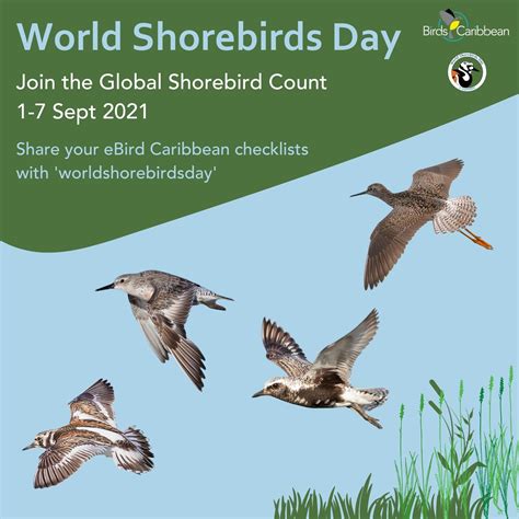 Celebrate World Shorebirds Day And Join The Global Shorebird Count