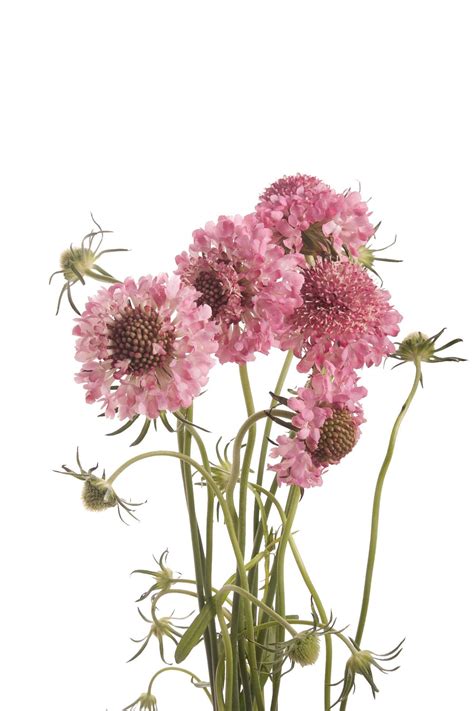 Pink Scabious Available May To November But Peaks June To October