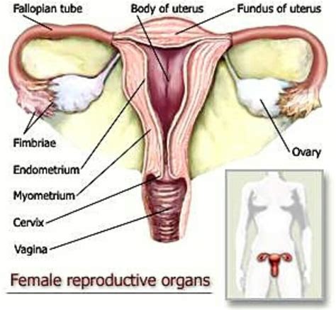 Gambar Organ Penyusun Sistem Reproduksi Perempuan Brainly Co Id