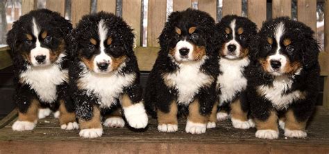 6 Hardly Known Facts About The Bernese Mountain Dog
