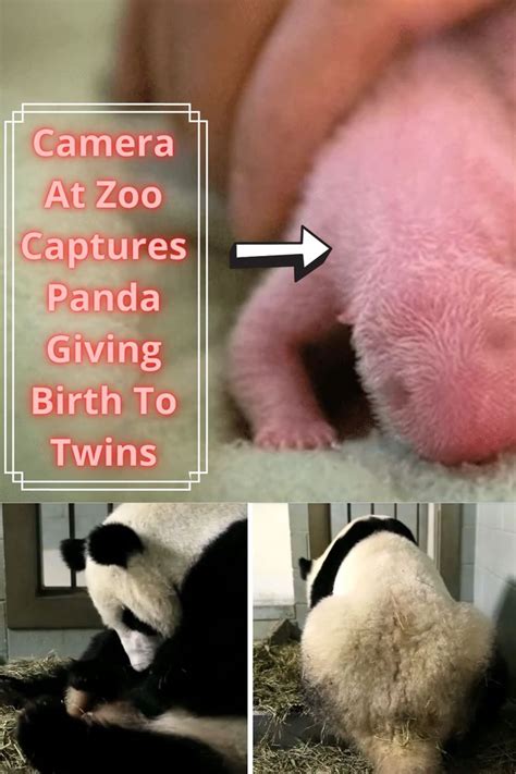 Pregnant Panda Hangs Out At Zoo Then Camera Catches Her Giving Birth
