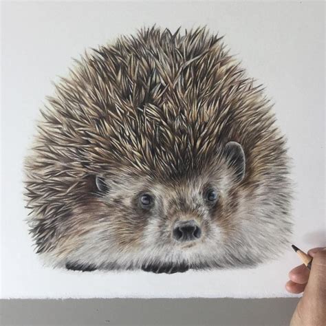 Realistic Colored Pencil Drawings Of Animals Warehouse Of Ideas