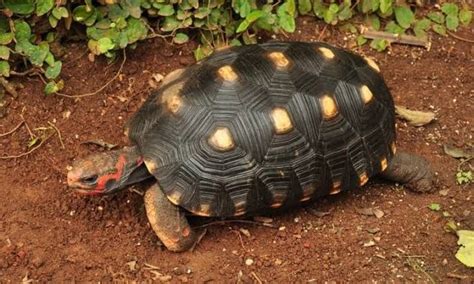 Tortugas Terrestres Tortuga Morrocoy O Patas Rojas Turtle