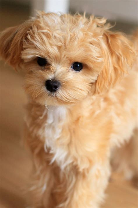 The Best Small Dog Breeds F