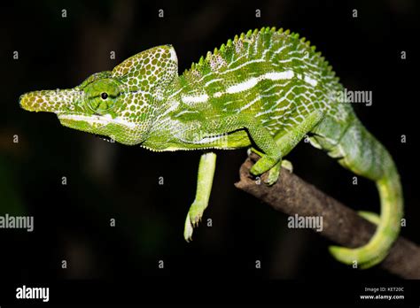 Labords Chameleon Furcifer Labordi Male Kirindy National Park