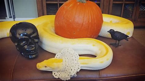 William Snakespeare Happy Halloween Burmese Python Costume Youtube