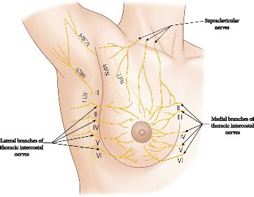 Breast quadrants for the anatomical location and description of tumors and cysts, the surface of the breast is divided into four quadrants (fig. Efficacy of Pectoral Nerve Block Type II for Breast ...