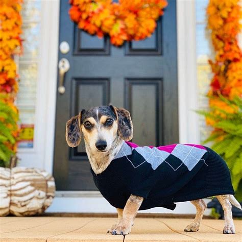 Sewing Pattern Dachshund Sweater And Snood Etsy