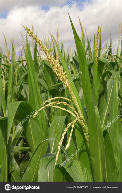 Zea Mays Corn Allergens Plants — Stock Photo © Jalonsohu 206437408