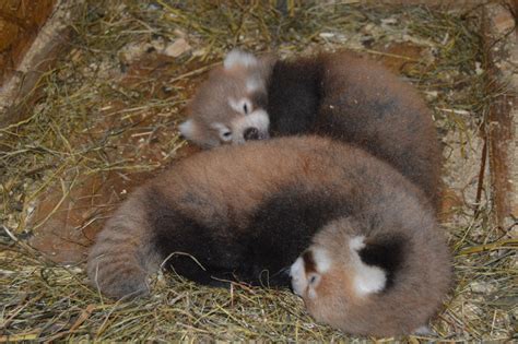 Two Red Panda Twins Within One Year Red Pandazine