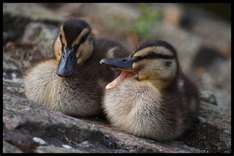 If you are hoping to raise ducks for meat, then you need to opt for a breed that is relatively heavy, as well as one that they are often heralded for the very flavorful yet lean meat. Raising Ducks for Meat, Eggs or Both with Information on ...