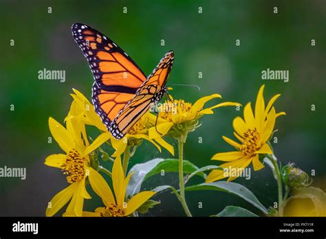 A Monarch Butterfly Danaus Plexippus Perched On Sunflowers Stock