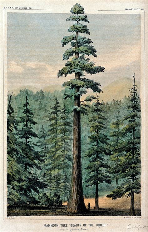 Dansk Jävlarna Wellingtonia Or Mammoth Tree Sequoiadendron