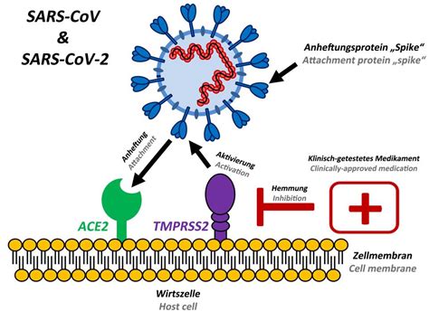 Coronavirus Uses Spikes To Break Into Cells Heres How To Stop It