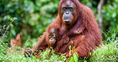 Over Half Of The Worlds Primates Are Now At Risk Of Vanishing Off The