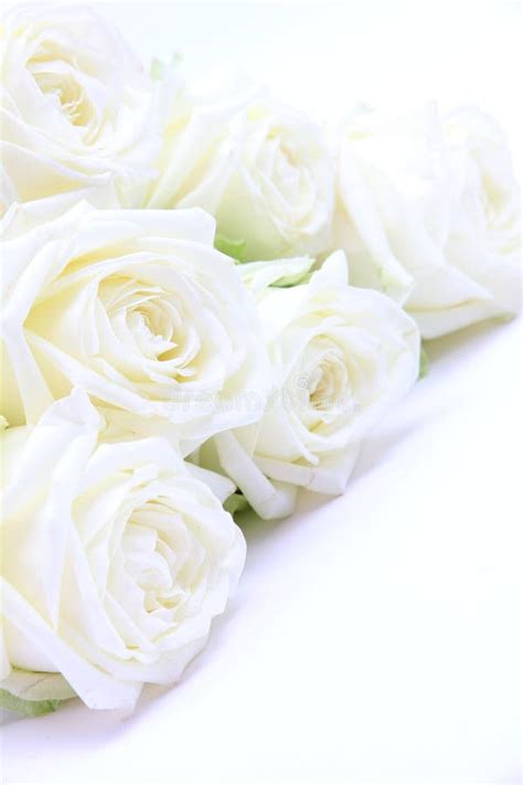 White Roses Stock Photo Image Of Date Blooming Framework 6533924