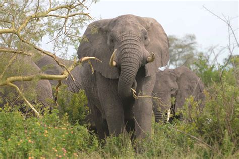 Ugandas Elephant Population On The Rise Africa Geographic