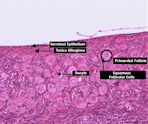 Histology Tissue Slides Labeled