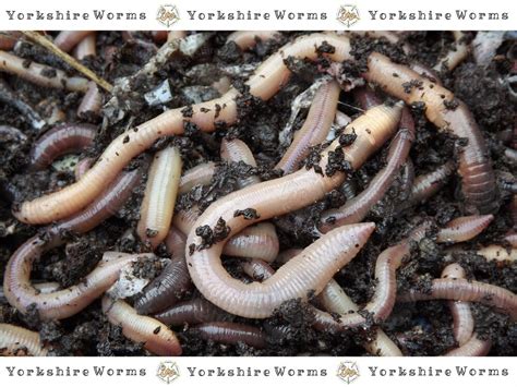 50 Lob Worms Quality Large Earthworms For Fishing Garden