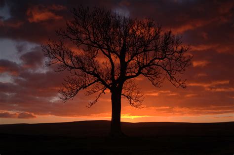 Silhouette Of Bare Tree At Sunset Hd Wallpaper Wallpaper Flare