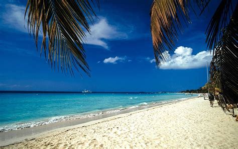 Download Jamaica Beach Palm Trees Wallpaper