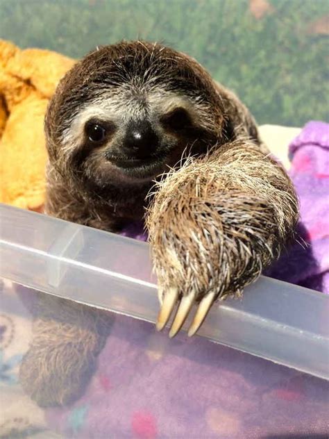 Meet Lunita The Cutest Baby Sloth On Planet Earth Baby Sloth Cute