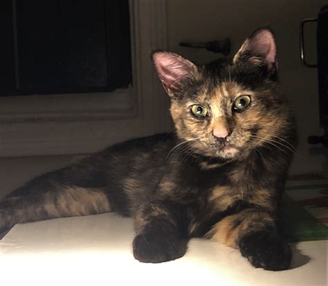 Cat For Adoption Hilda A Beautiful Tortoiseshell Cat A Domestic