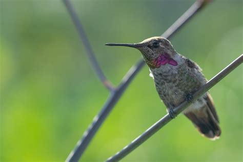 Free Photo Selective Focus Shot Of A Hummingbird In Flight