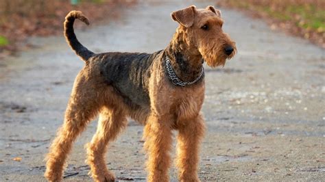 Airedale Terrier Dog Breed Youtube