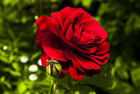 Rose Red Flower Free Photo On Pixabay