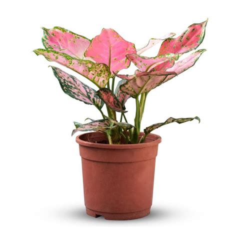 Aglaonema Plant Pink Buy Online Trivandrum Gardentech