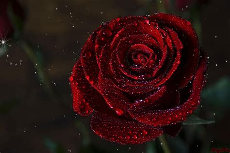 Rose Flower Gif Pic Best Flower Site