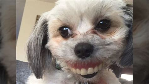 This drug can interact with other. Dog steals owner's dentures, gets hilarious new smile