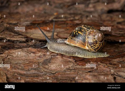 Garden Snail Helix Aspersacrevice Stock Photo Alamy