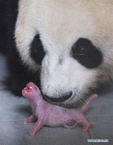 Naissance Du Premier Bébé Panda Géant En Corée Du Sudfrenchnewscn