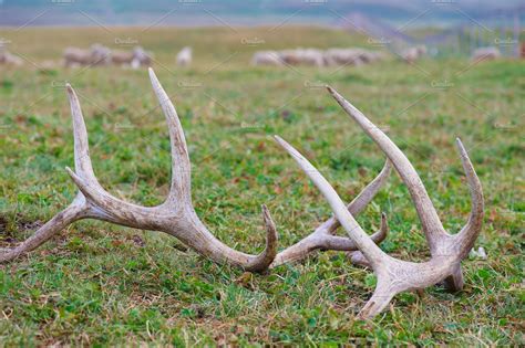 Old Horns Of A Deer Stock Photos ~ Creative Market