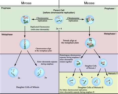 Cell Division Mitosis Vs Meiosis The Best Porn Website
