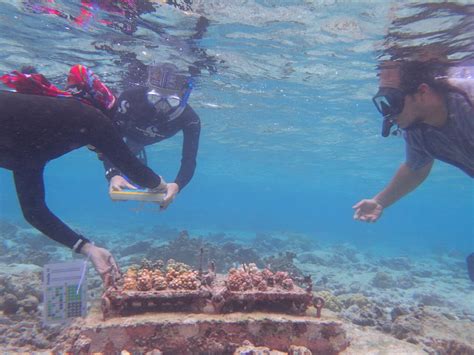 Naturally Heat Resilient Corals Transplanted To Nurseries Survive El