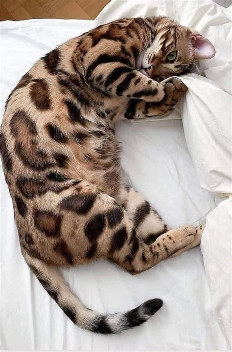 The Bengal Cat Is A Domesticated Cat Breed Created From Hybrids Of