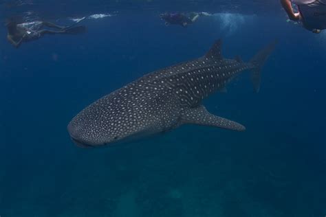 Best Time To See Whale Sharks In Maldives 2024 When To See Roveme