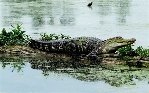 Alabama Alligator Registration Opens June 2 2020 Sporting Classics Daily